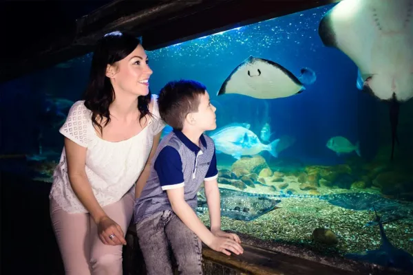 SEA LIFE Blankenberge: bilhete de entrada