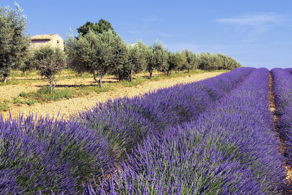 Campos de lavanda de Valensole: Visita guiada de um dia a partir de Aix-en-Provence