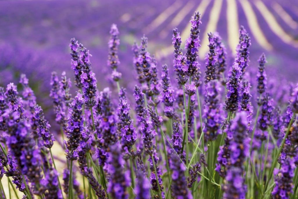 Campos de lavanda de Valensole: Visita guiada de um dia a partir de Aix-en-Provence