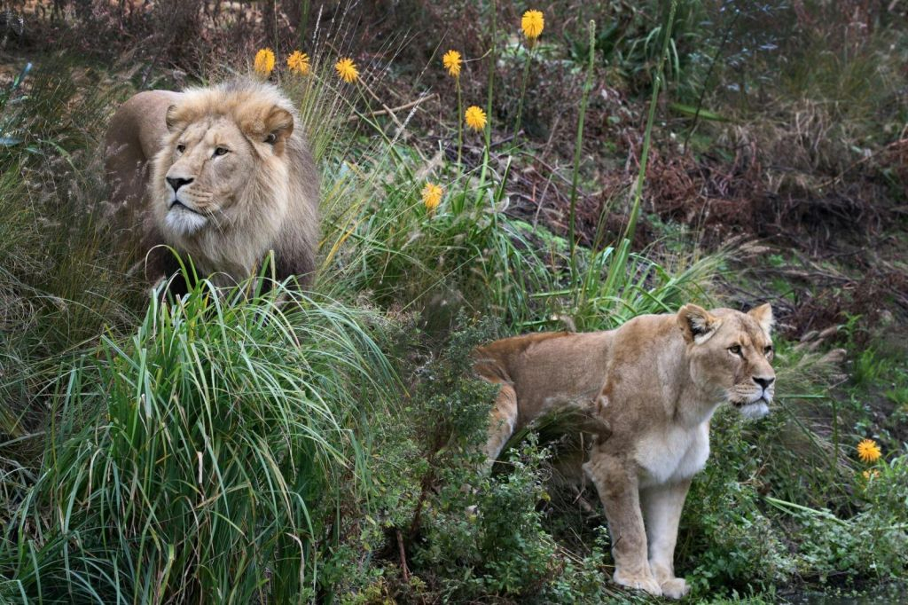 Zoo Royal ARTIS : Billet d'entrée