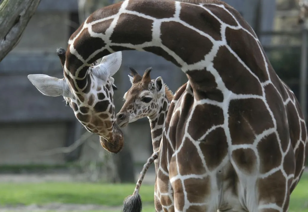 Rotterdam Zoo: Skip The Line Ticket