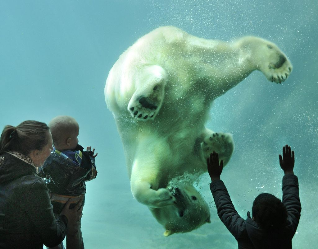 Zoo di Bijdorp Rotterdam: Biglietto salta-coda