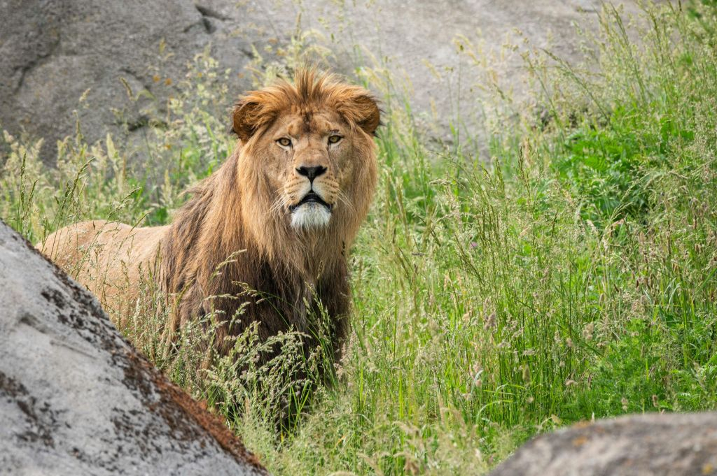 Wildlands Adventure Zoo Emmen : billet d'entrée "Skip The Line" (sans file d'attente)