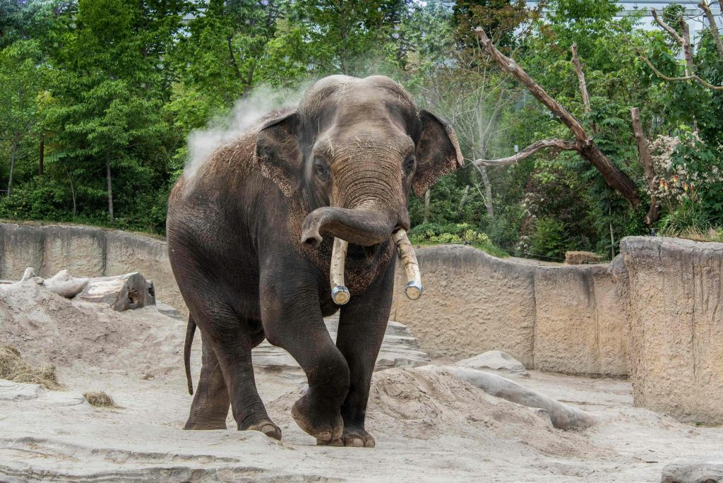 Wildlands Adventure Zoo Emmen : billet d'entrée "Skip The Line" (sans file d'attente)