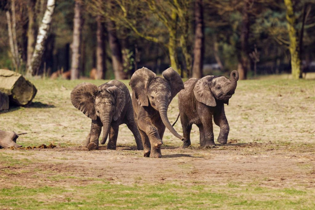Safaripark Beekse Bergen