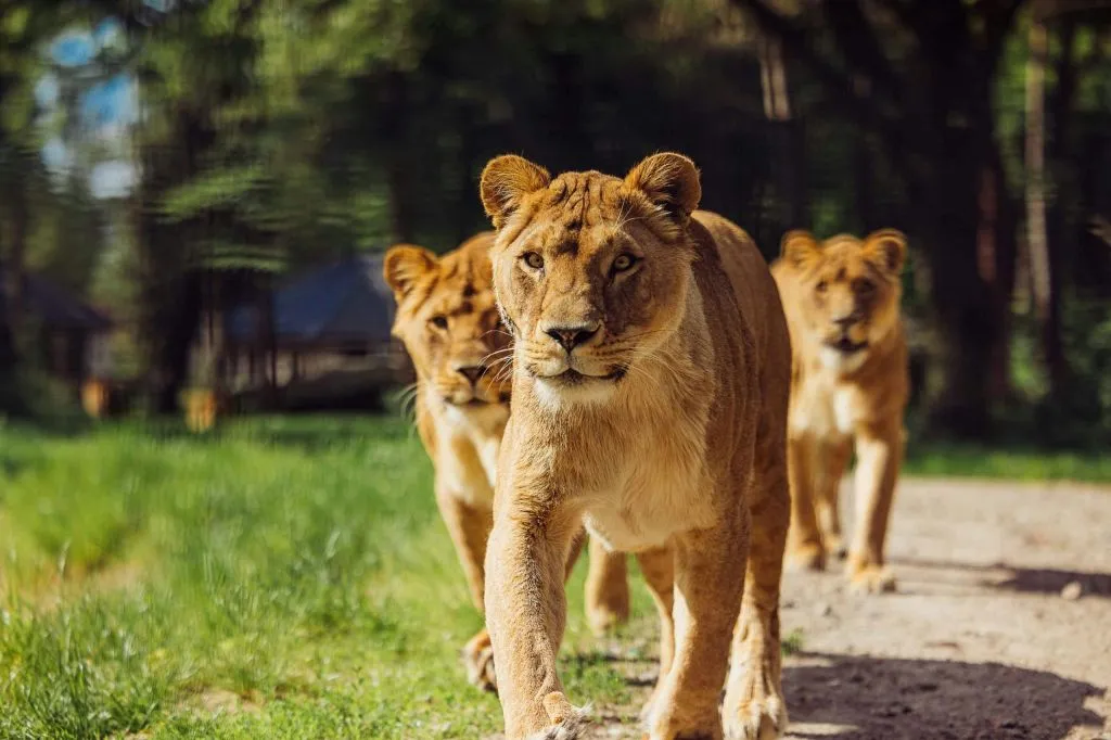 Zoo Safari Beekse Bergen