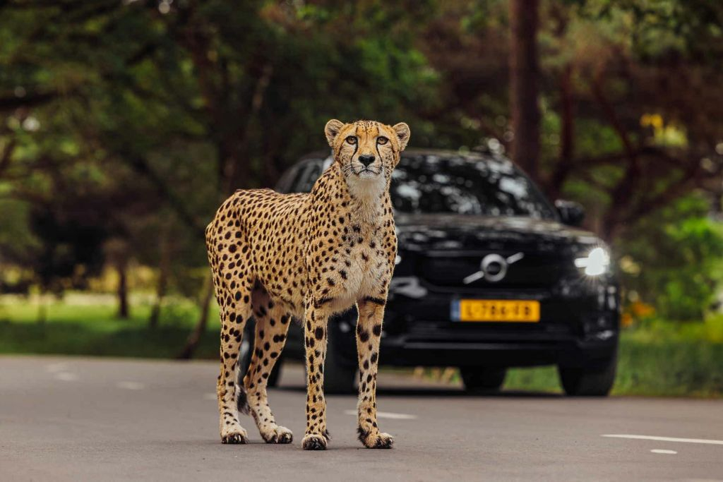 Safaripark Beekse Bergen