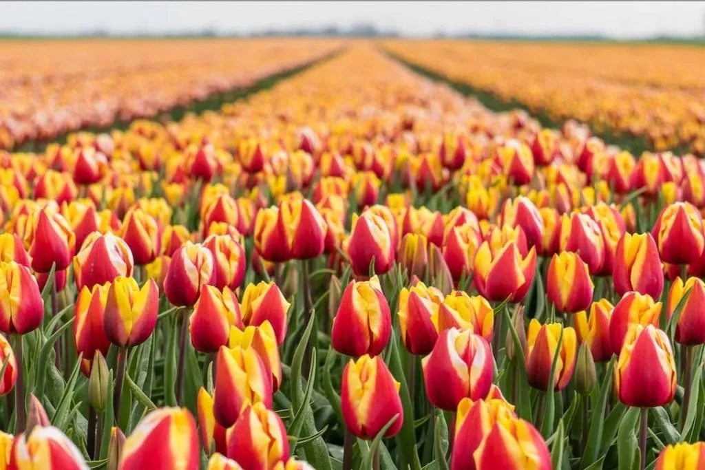 Amsterdam: Roundtrip Transfer to Keukenhof
