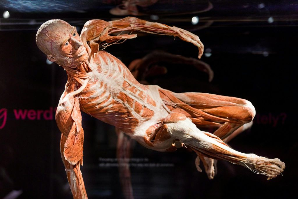 BODY WORLDS - The Happiness Project: Skip The Line Ticket