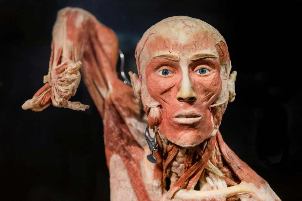 BODY WORLDS - The Happiness Project: Skip The Line Ticket
