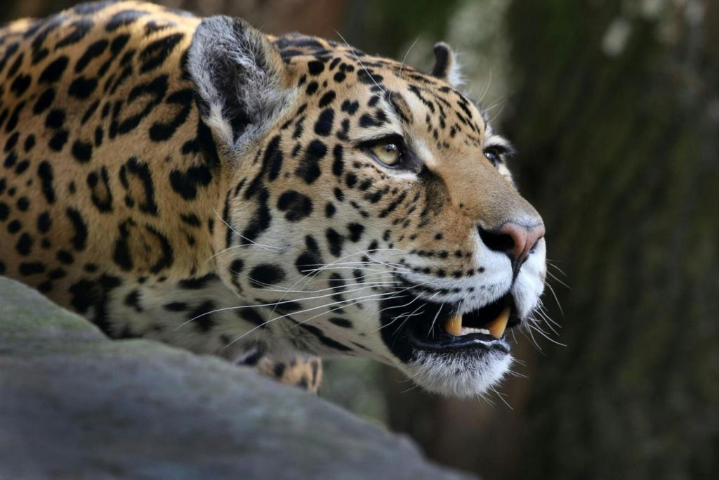 ARTIS Amsterdam Royal Zoo & Groote Museum : Billet d'entrée "Skip-the-Line