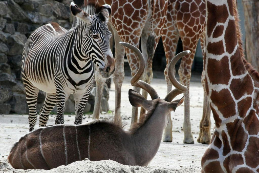 ARTIS Amsterdam Royal Zoo & Groote Museum : Billet d'entrée "Skip-the-Line