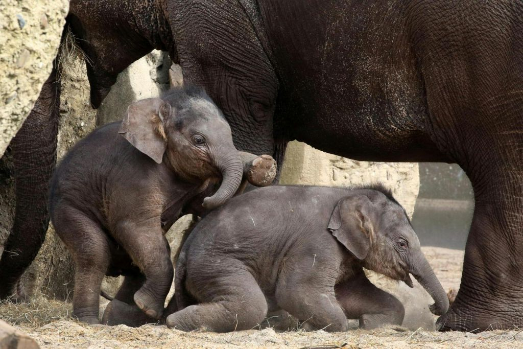 ARTIS Amsterdam Royal Zoo & Groote Museum : Billet d'entrée "Skip-the-Line