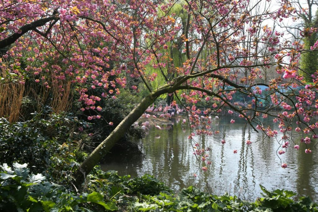 ARTIS Amsterdam Royal Zoo & Groote Museum : Billet d'entrée "Skip-the-Line