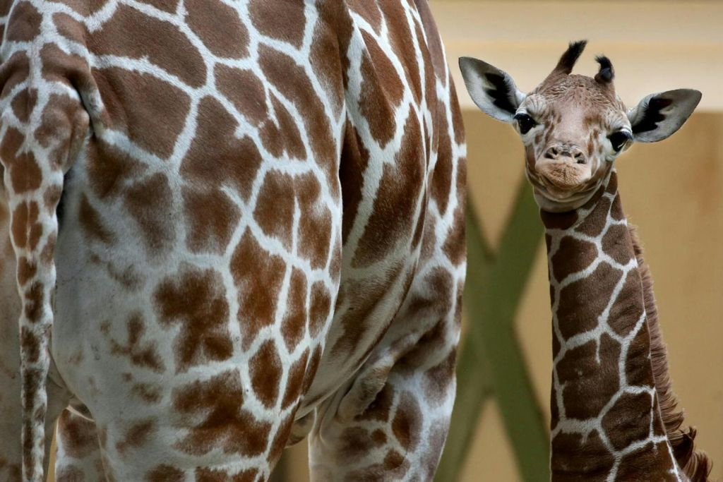 ARTIS Amsterdam Royal Zoo & Groote Museum : Billet d'entrée "Skip-the-Line