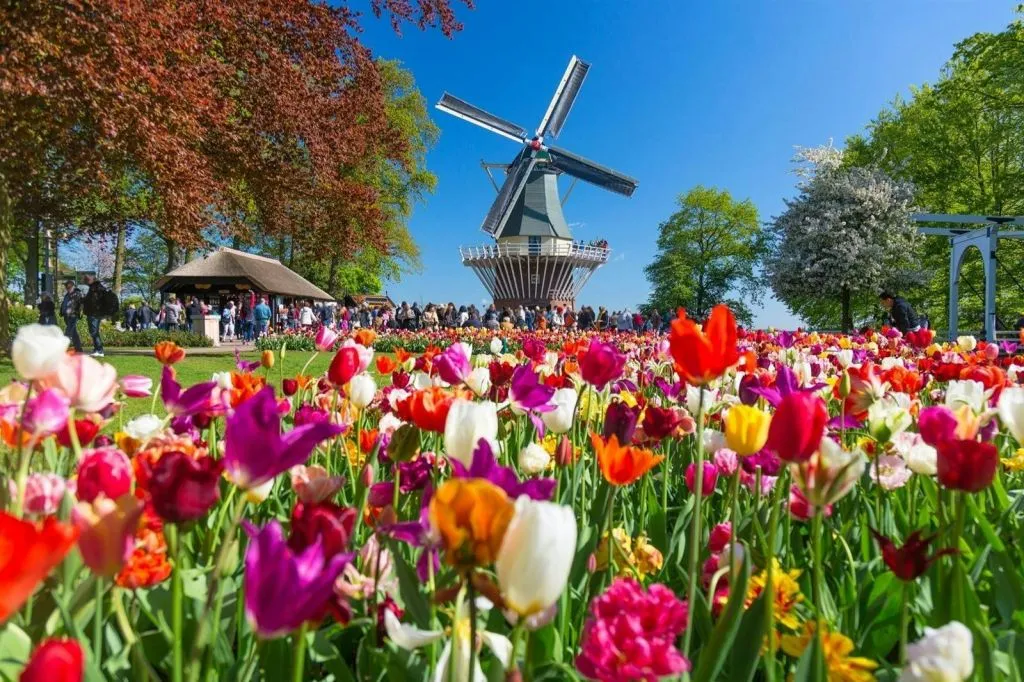 Keukenhof e desfile de flores: bilhete de entrada + caminhada iluminada à noite