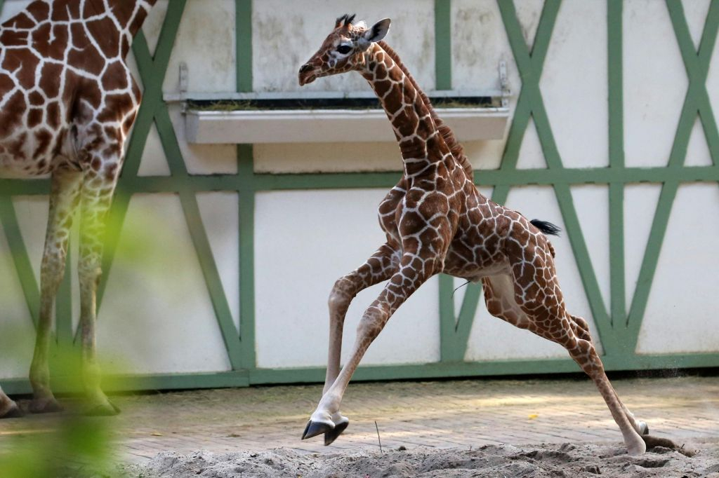 ARTIS Amsterdam Royal Zoo & Micropia: Skip The Line Entry Ticket