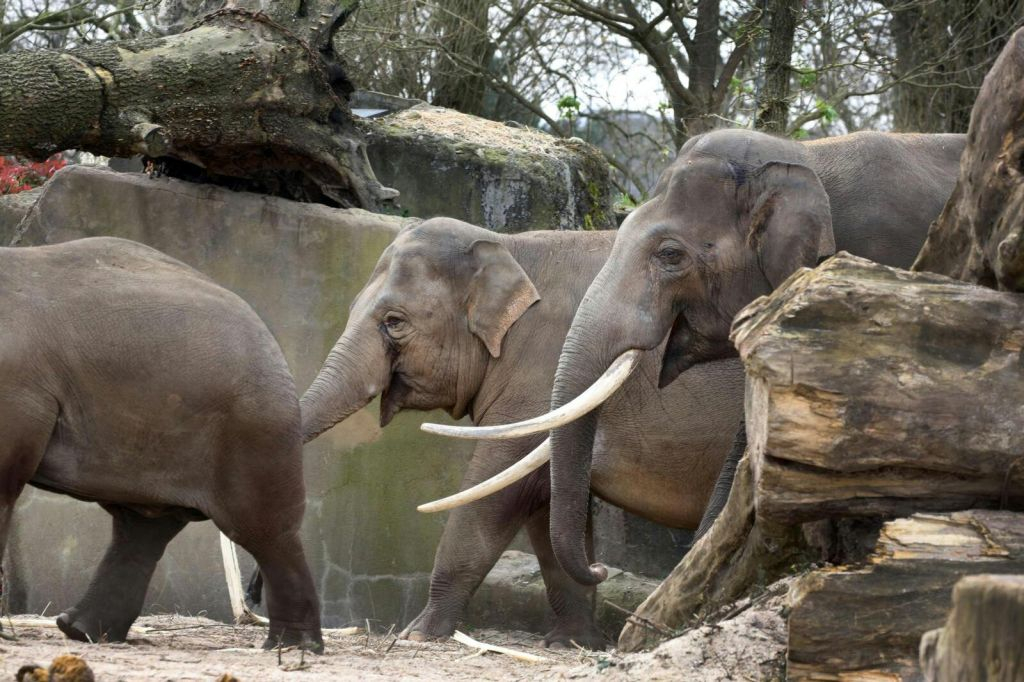 ARTIS Amsterdam Royal Zoo & Micropia: Skip The Line Entry Ticket