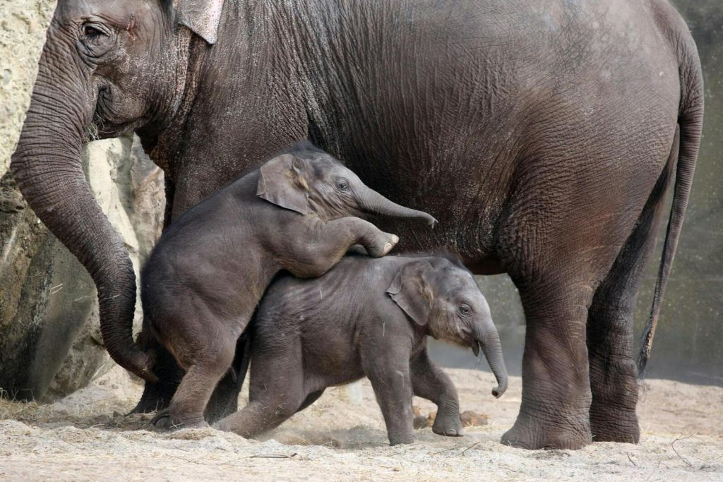 ARTIS Amsterdam Royal Zoo & Micropia: Skip The Line Entry Ticket