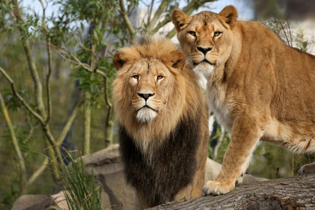 ARTIS Amsterdam Royal Zoo & Micropia: Skip The Line Entry Ticket