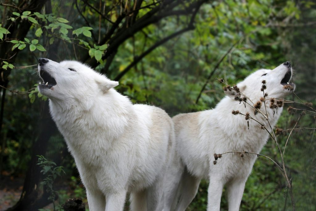 ARTIS Amsterdam Royal Zoo & Micropia: Skip The Line Entry Ticket
