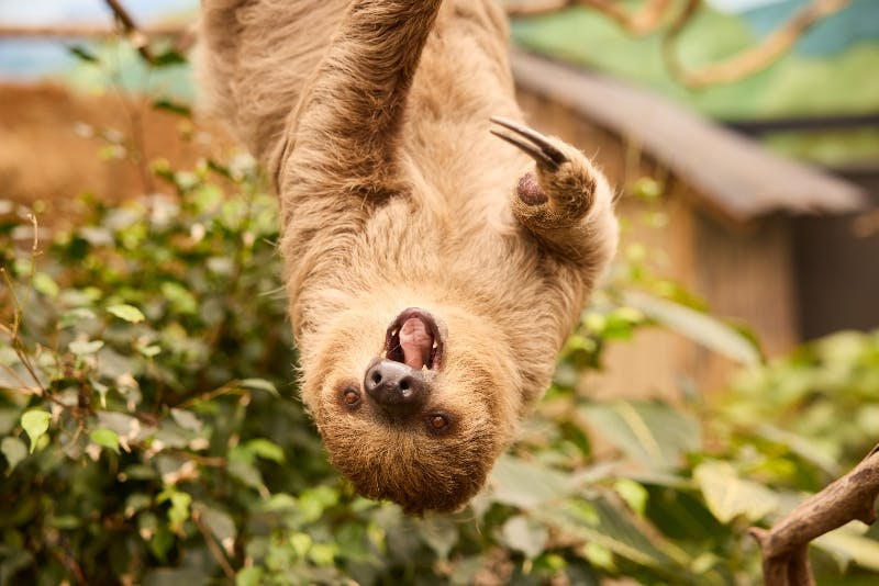ZooParc Overloon: Billet d'entrée