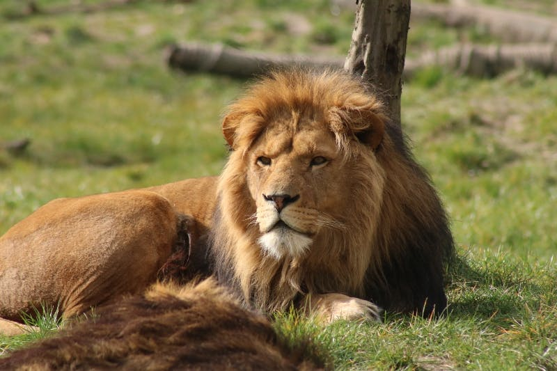 ZooParc Overloon: Billet d'entrée