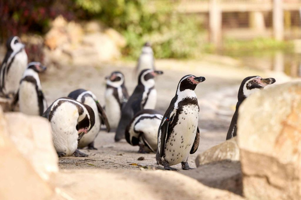 Zoo d'Eindhoven