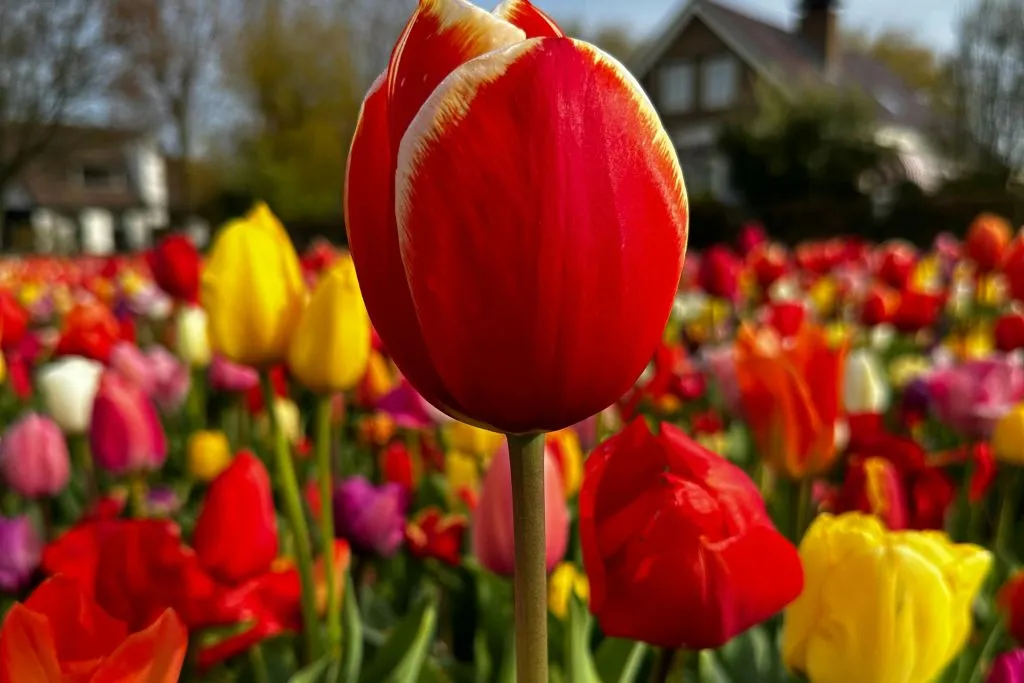 Amsterdam: Excursión guiada en bicicleta por los Tulipanes en grupo reducido