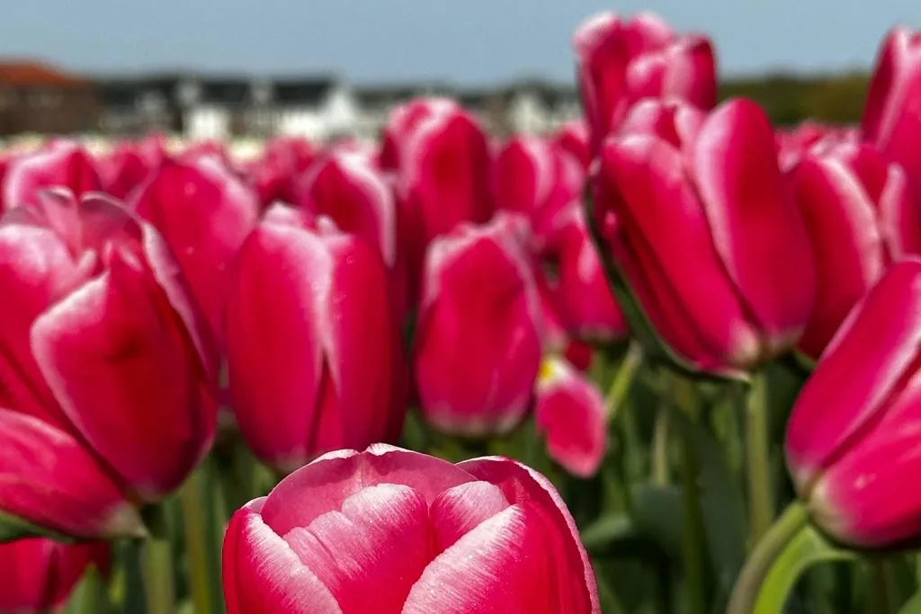 Amsterdam: Excursión guiada en bicicleta por los Tulipanes en grupo reducido