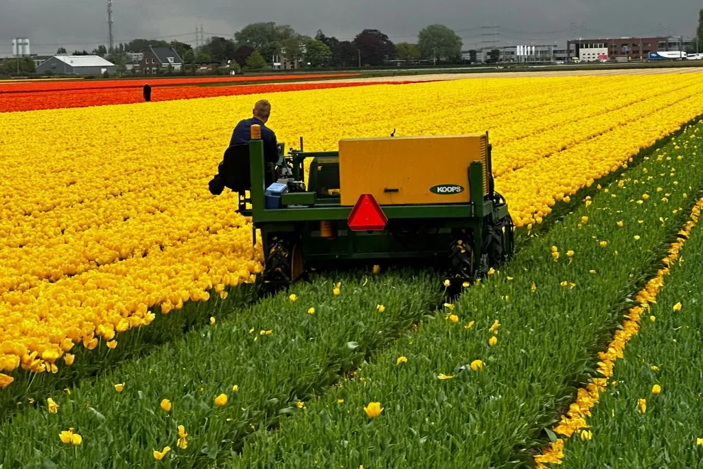 Amsterdam: Excursión guiada en bicicleta por los Tulipanes en grupo reducido