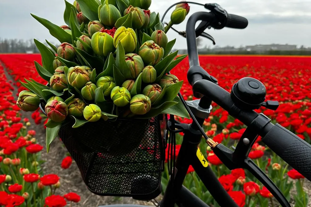 Amsterdam: Excursión guiada en bicicleta por los Tulipanes en grupo reducido
