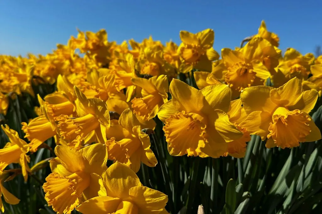 Amsterdam: Excursión guiada en bicicleta por los Tulipanes en grupo reducido
