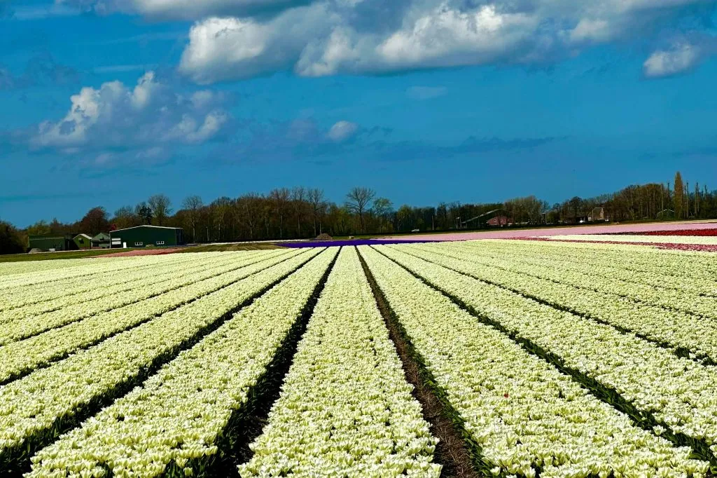 Amsterdam: Excursión guiada en bicicleta por los Tulipanes en grupo reducido