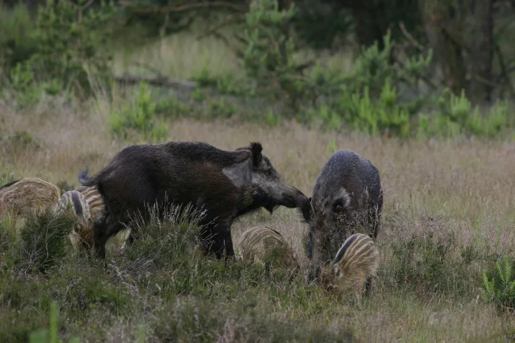 Museu Kröller Müller e Parque Nacional Hoge Veluwe: Viagem de um dia saindo de Amsterdã