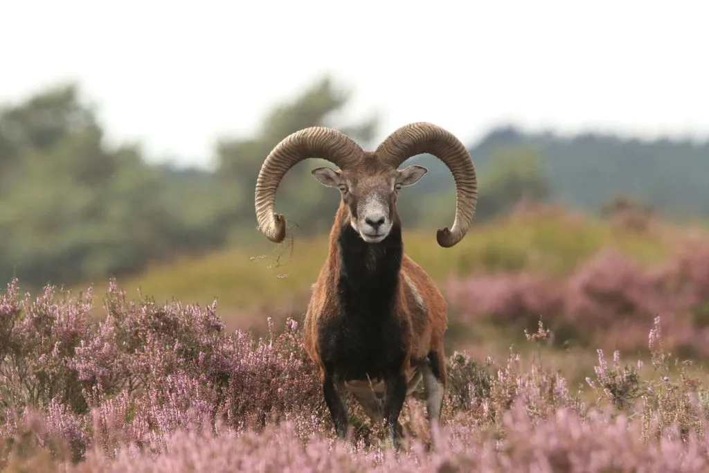Museu Kröller Müller e Parque Nacional Hoge Veluwe: Viagem de um dia saindo de Amsterdã