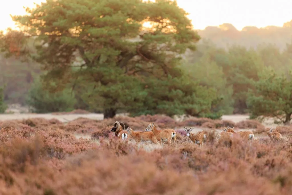 Museu Kröller Müller e Parque Nacional Hoge Veluwe: Viagem de um dia saindo de Amsterdã
