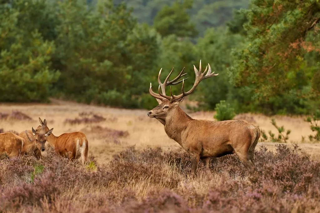Museu Kröller Müller e Parque Nacional Hoge Veluwe: Viagem de um dia saindo de Amsterdã