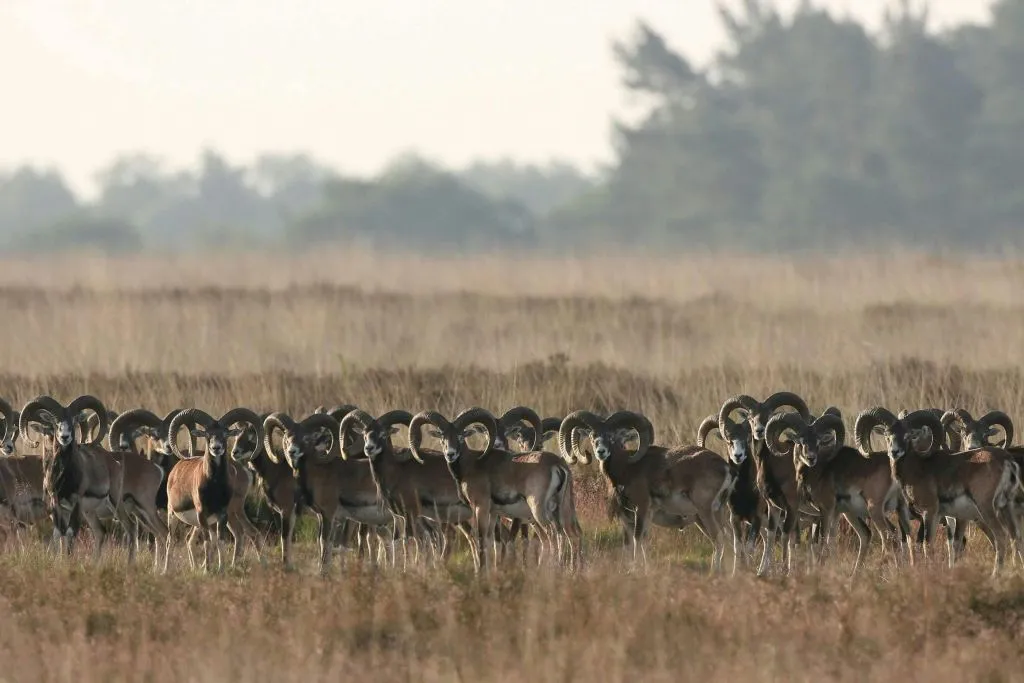 Museu Kröller Müller e Parque Nacional Hoge Veluwe: Viagem de um dia saindo de Amsterdã
