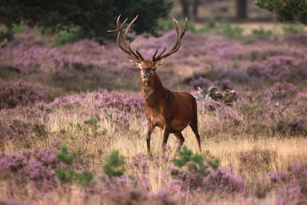 Museu Kröller Müller e Parque Nacional Hoge Veluwe: Viagem de um dia saindo de Amsterdã