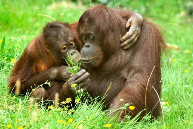 Name Entry Tickets for Cologne Zoo & Aquarium: Entry Ticket 2026 | SATOORDAY