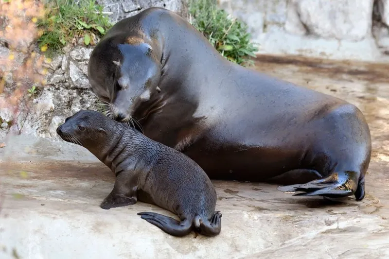 Name Entry Tickets for Cologne Zoo & Aquarium: Entry Ticket 2026 | SATOORDAY