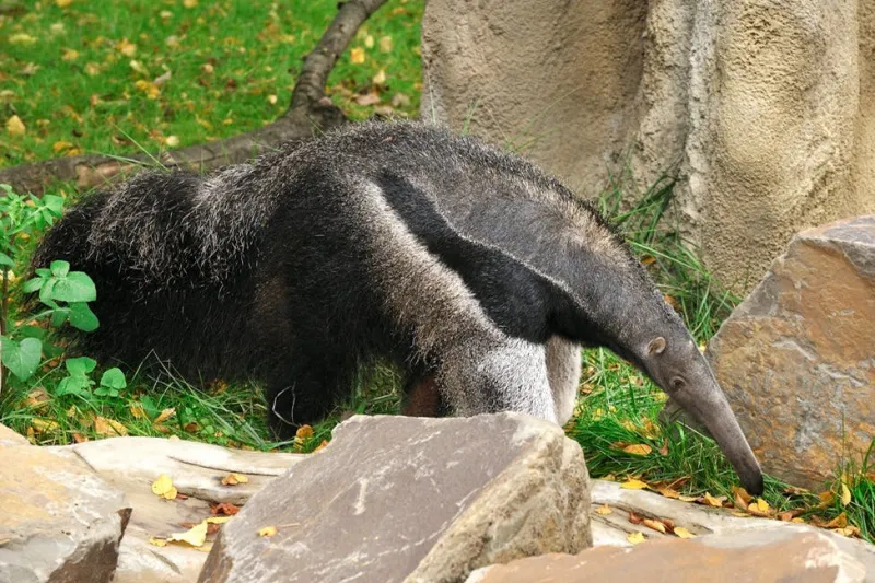 Name Entry Tickets for Cologne Zoo & Aquarium: Entry Ticket 2026 | SATOORDAY