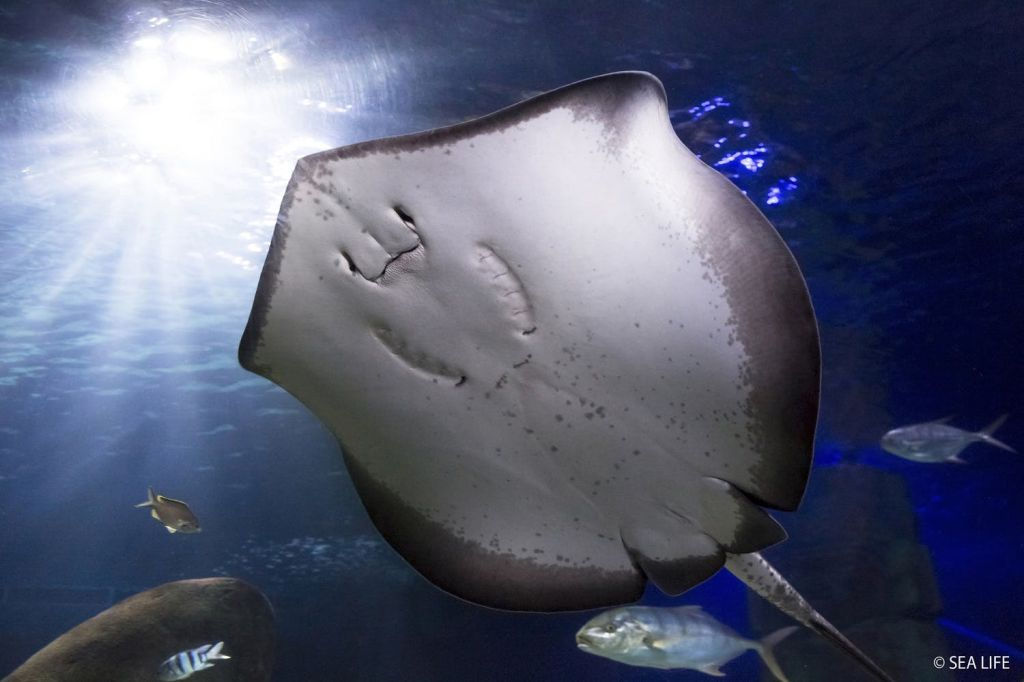 SEA LIFE Konstanz: Entry Ticket