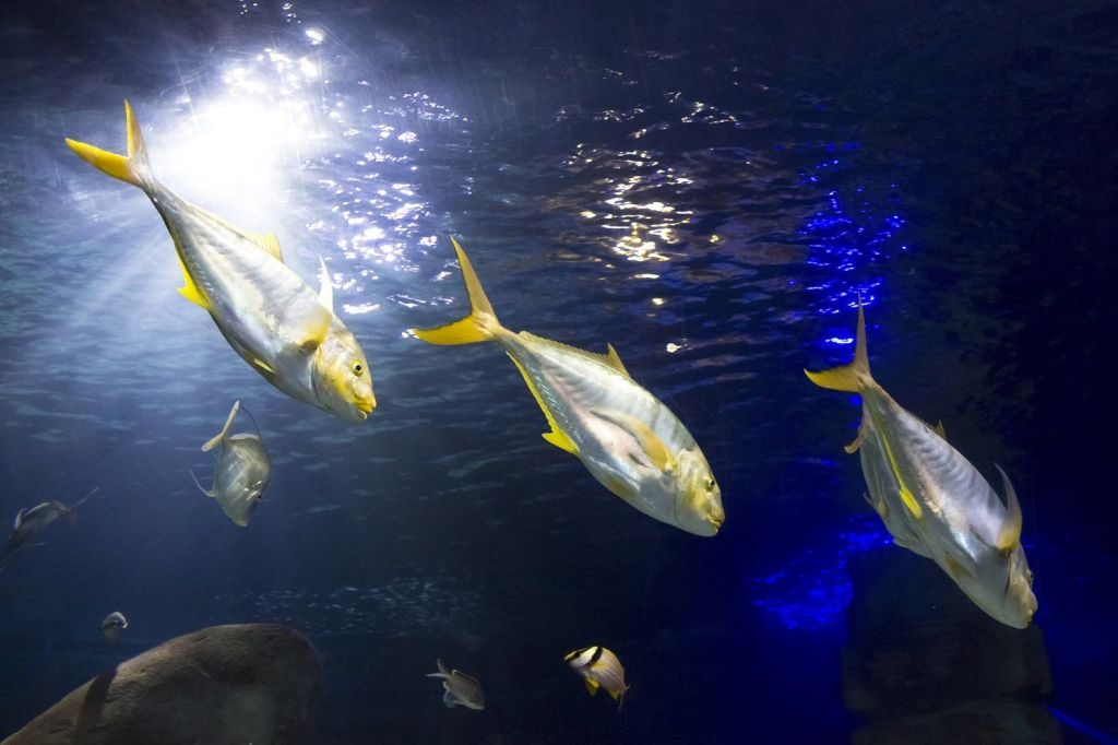 SEA LIFE Konstanz: Entry Ticket