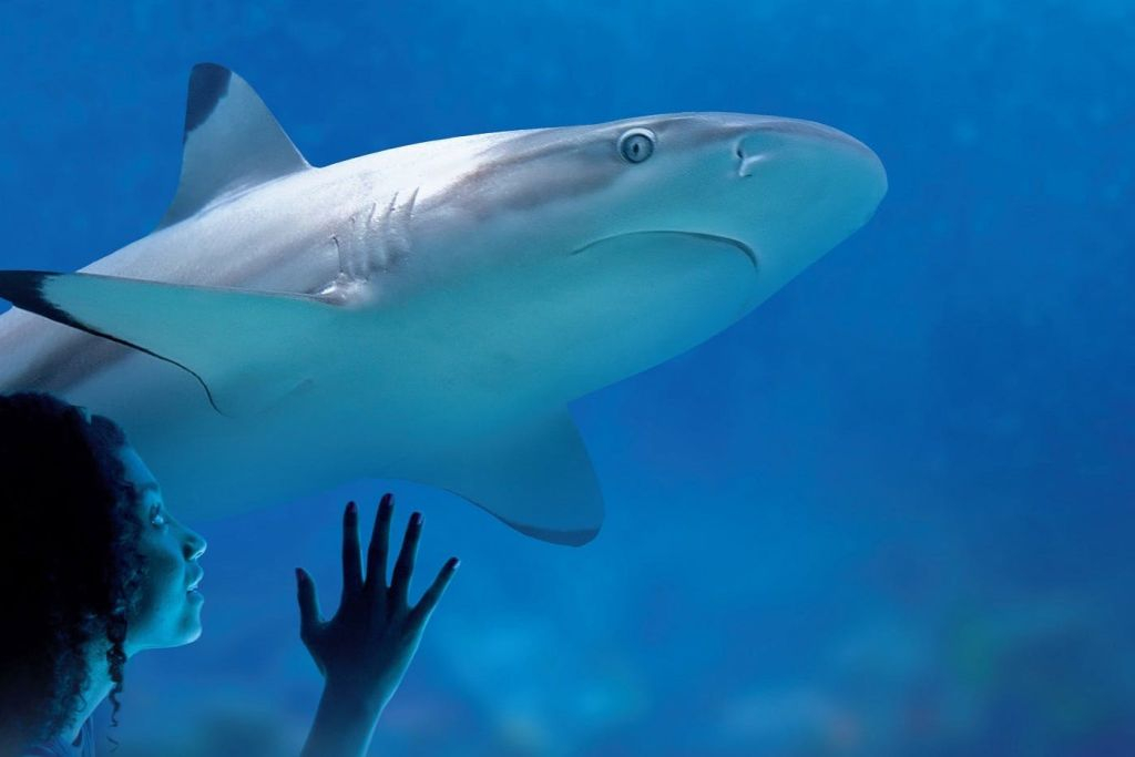 SEA LIFE Munich: Entry Ticket
