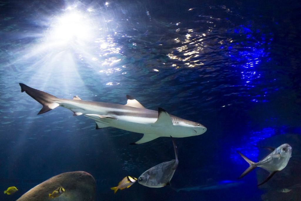 SEA LIFE Munich: Entry Ticket