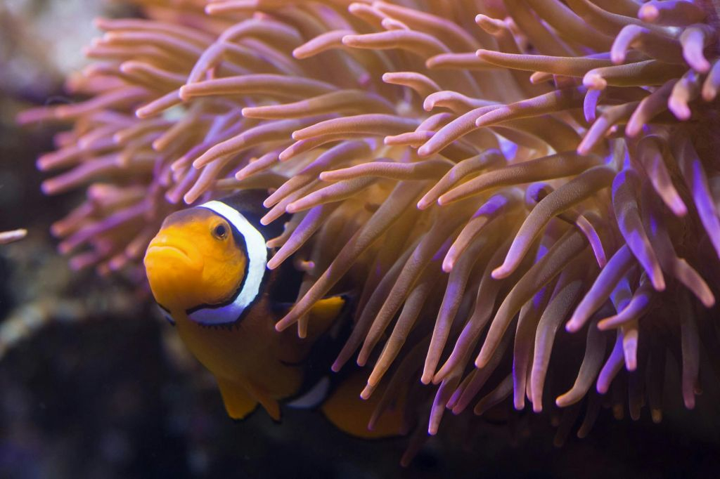 SEA LIFE Hannover: bilhete de entrada