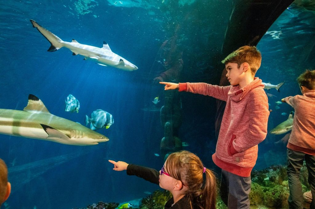 SEA LIFE Hannover: bilhete de entrada