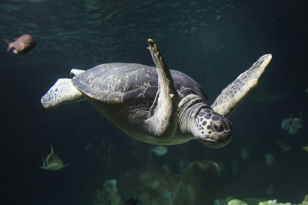 SEA LIFE Hannover: bilhete de entrada